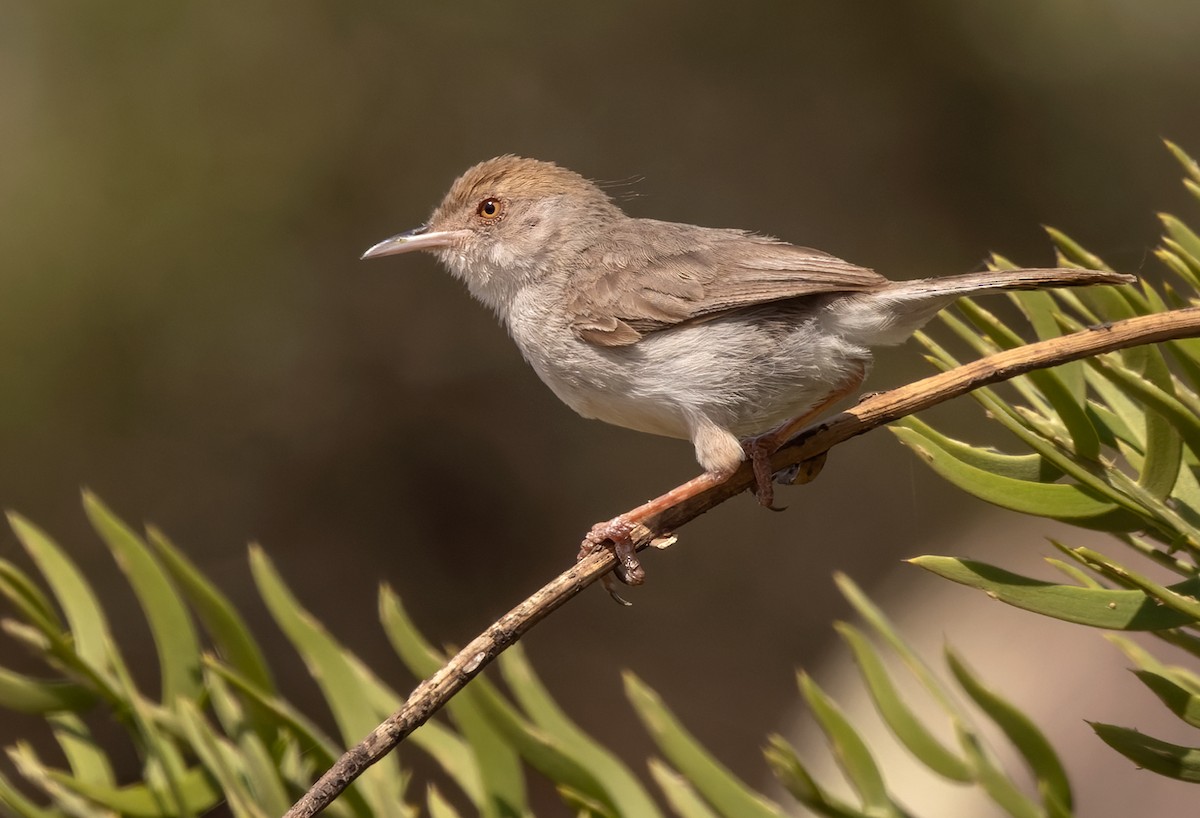 Socotra Warbler - Lars Petersson | My World of Bird Photography