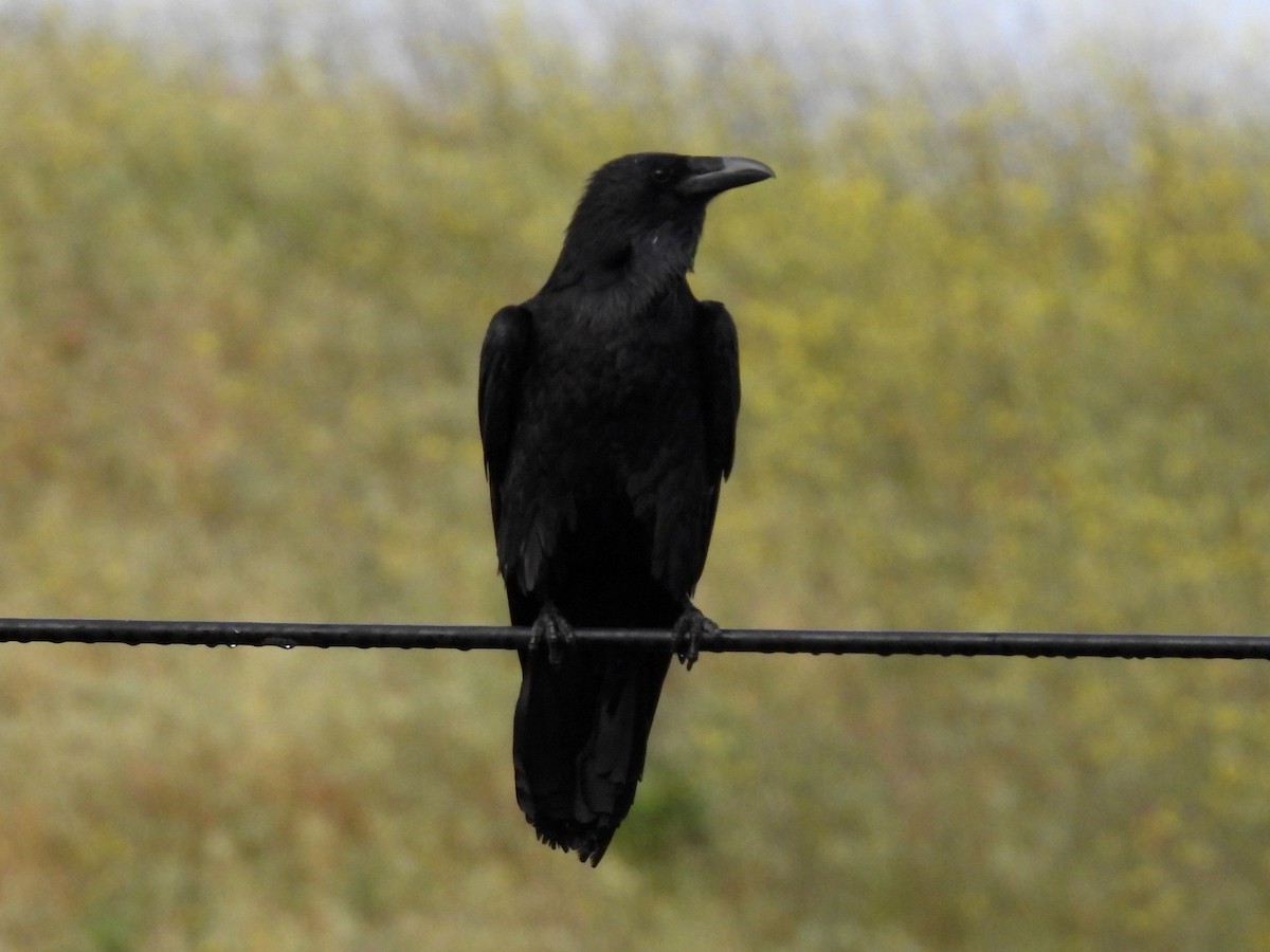 Common Raven - Martha Wild