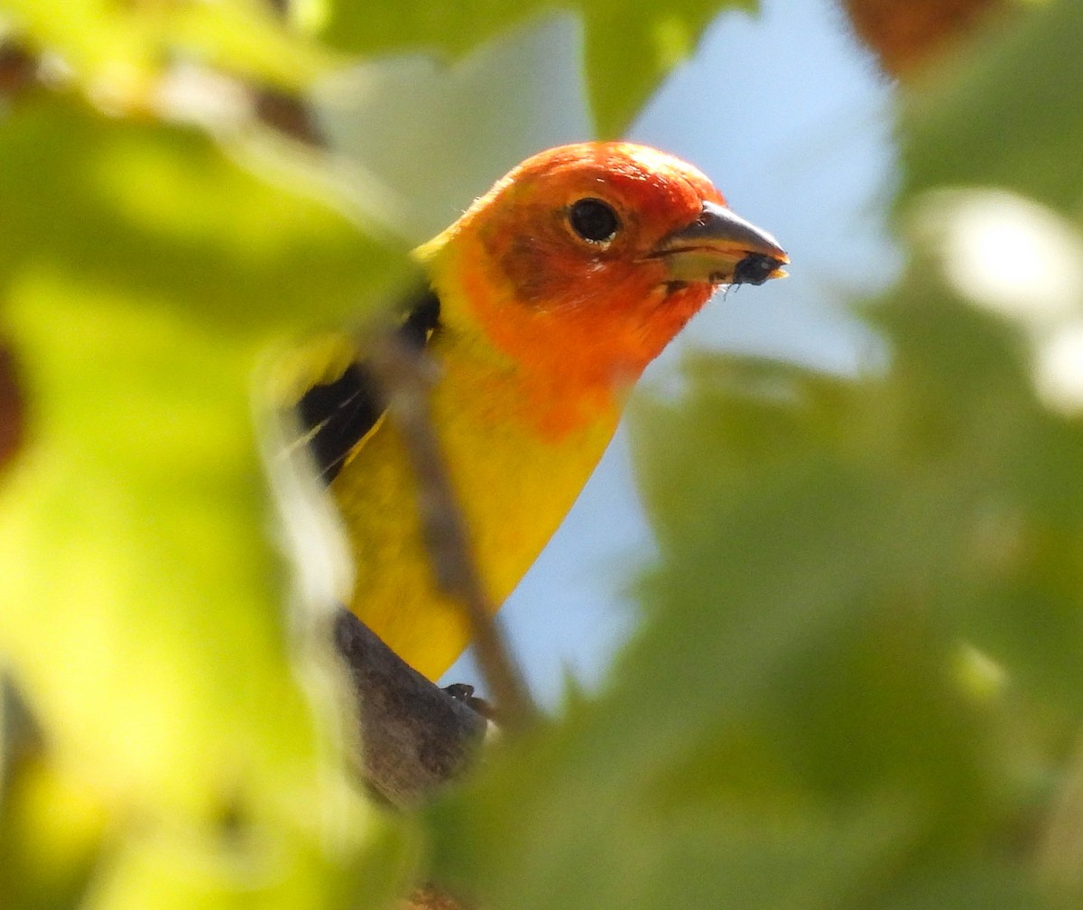 Western Tanager - ML437125351