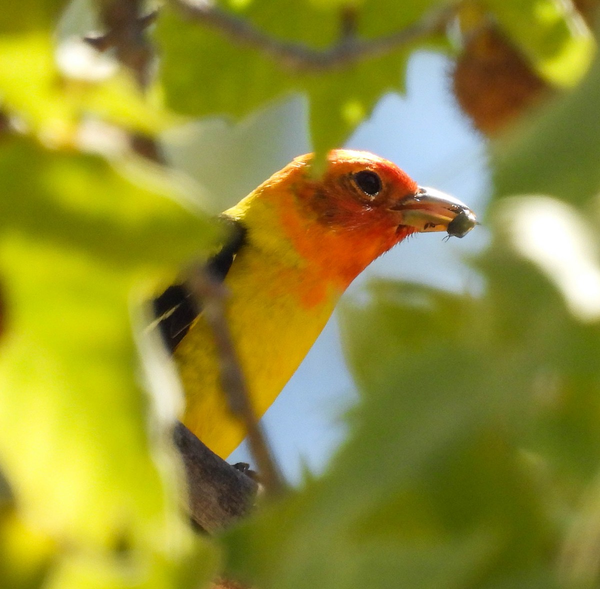 Western Tanager - ML437125371