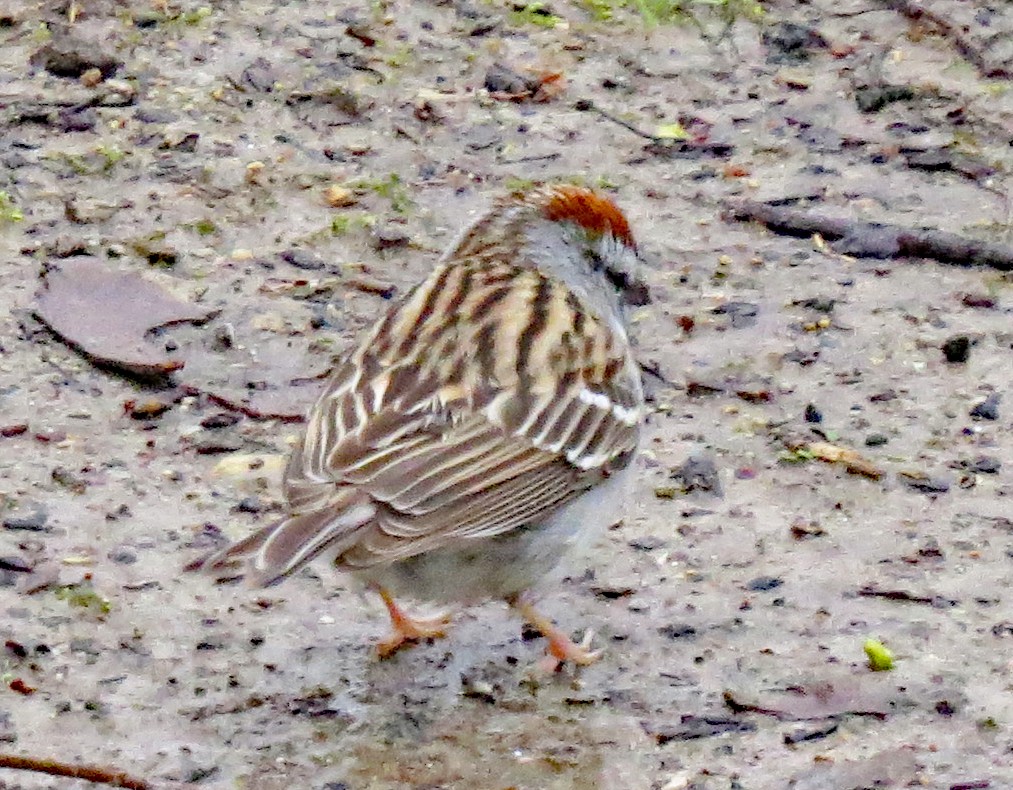 Chipping Sparrow - ML437131081