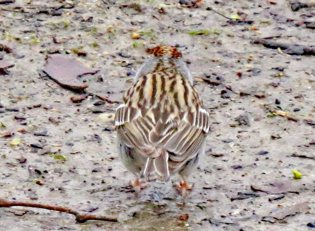 Chipping Sparrow - ML437131091