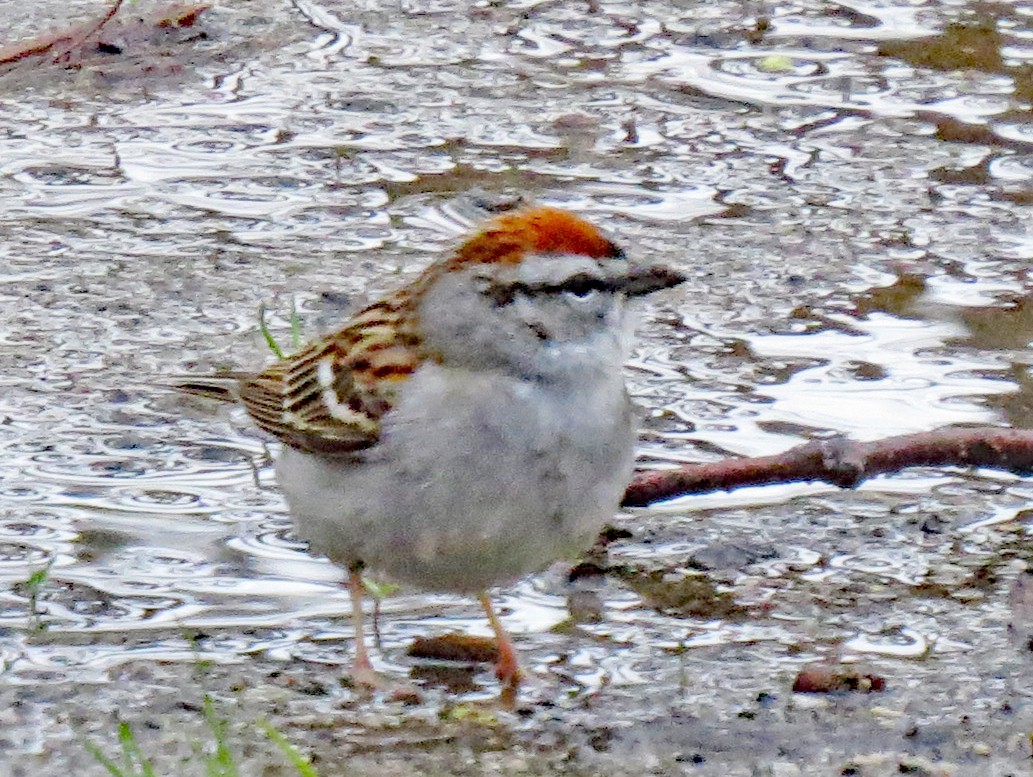 Chipping Sparrow - ML437131101