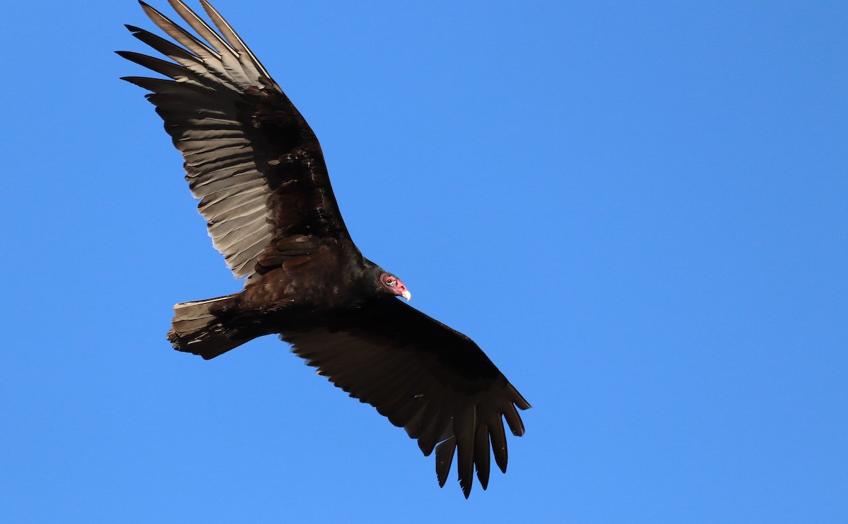 Turkey Vulture - ML437138991