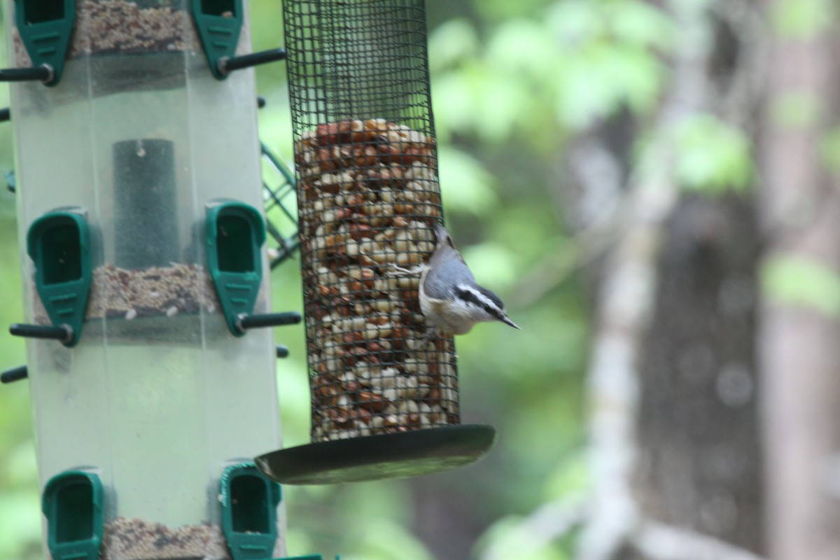 Red-breasted Nuthatch - ML437147781