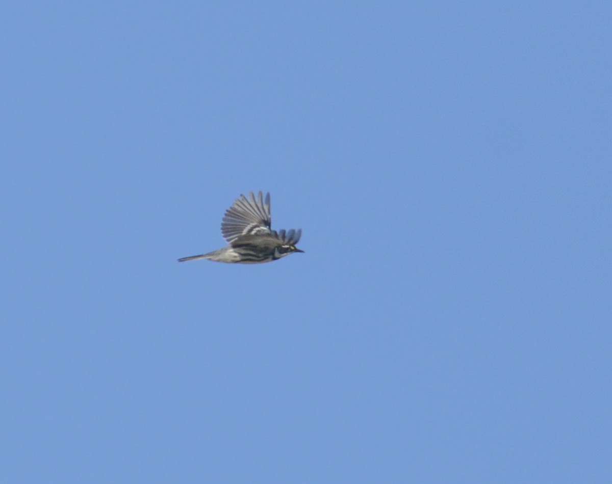 Black-throated Gray Warbler - ML437148721