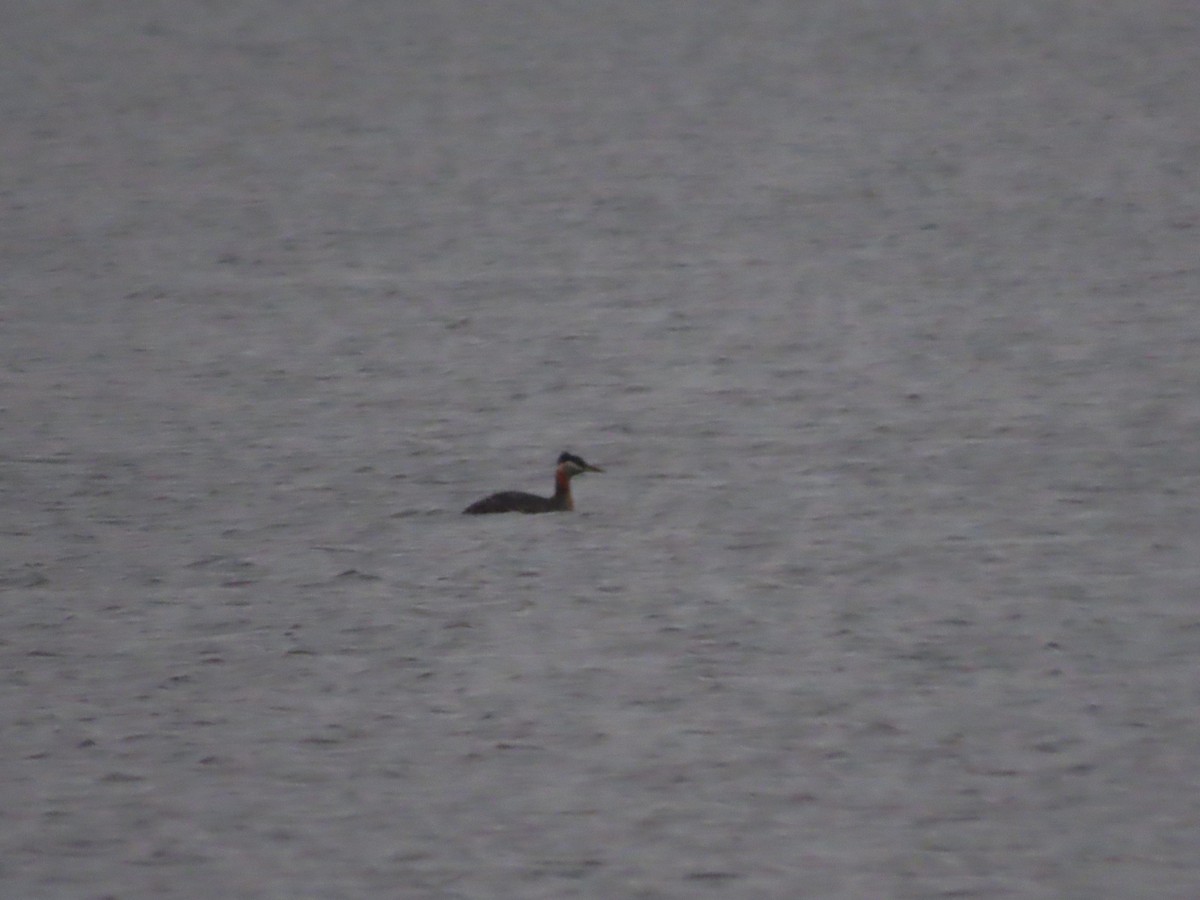 Red-necked Grebe - ML437150571