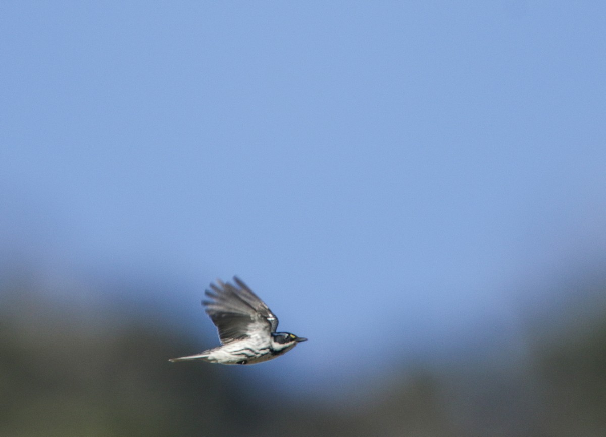 Black-throated Gray Warbler - ML437150611