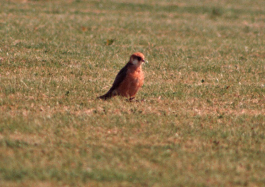 Red-footed Falcon - Mark Dennis