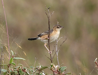  - Dambo Cisticola