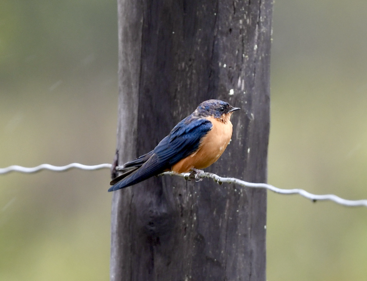 Black-and-rufous Swallow - ML437166191