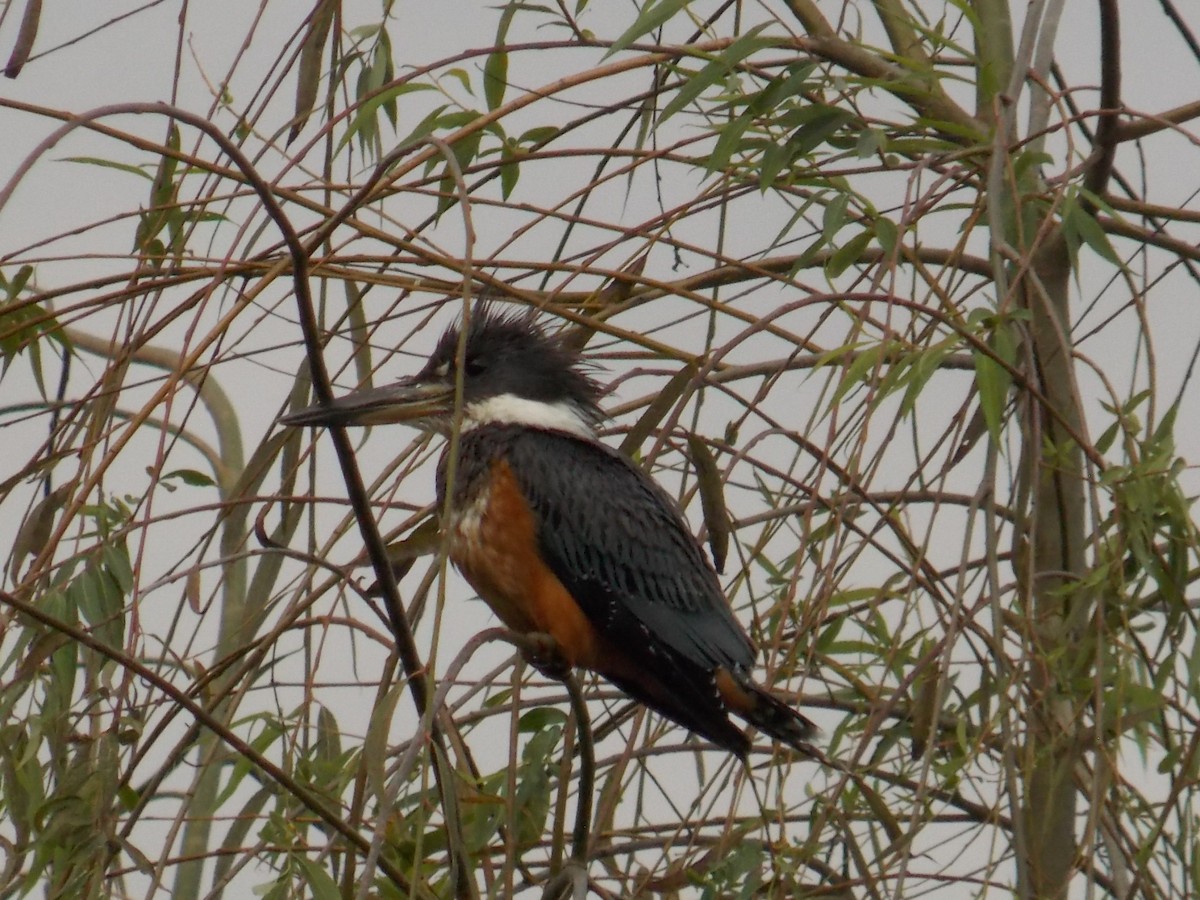 Ringed Kingfisher - alejandro patron costas