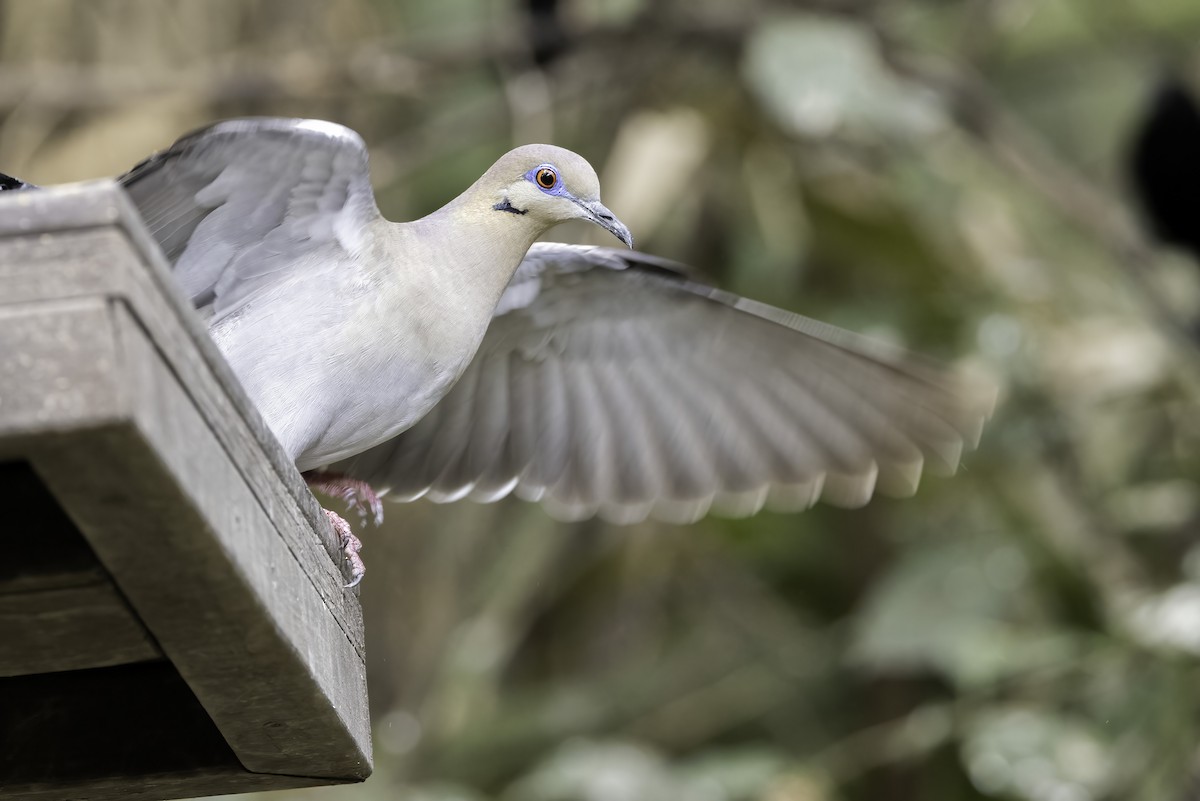 White-winged Dove - Connor Cochrane
