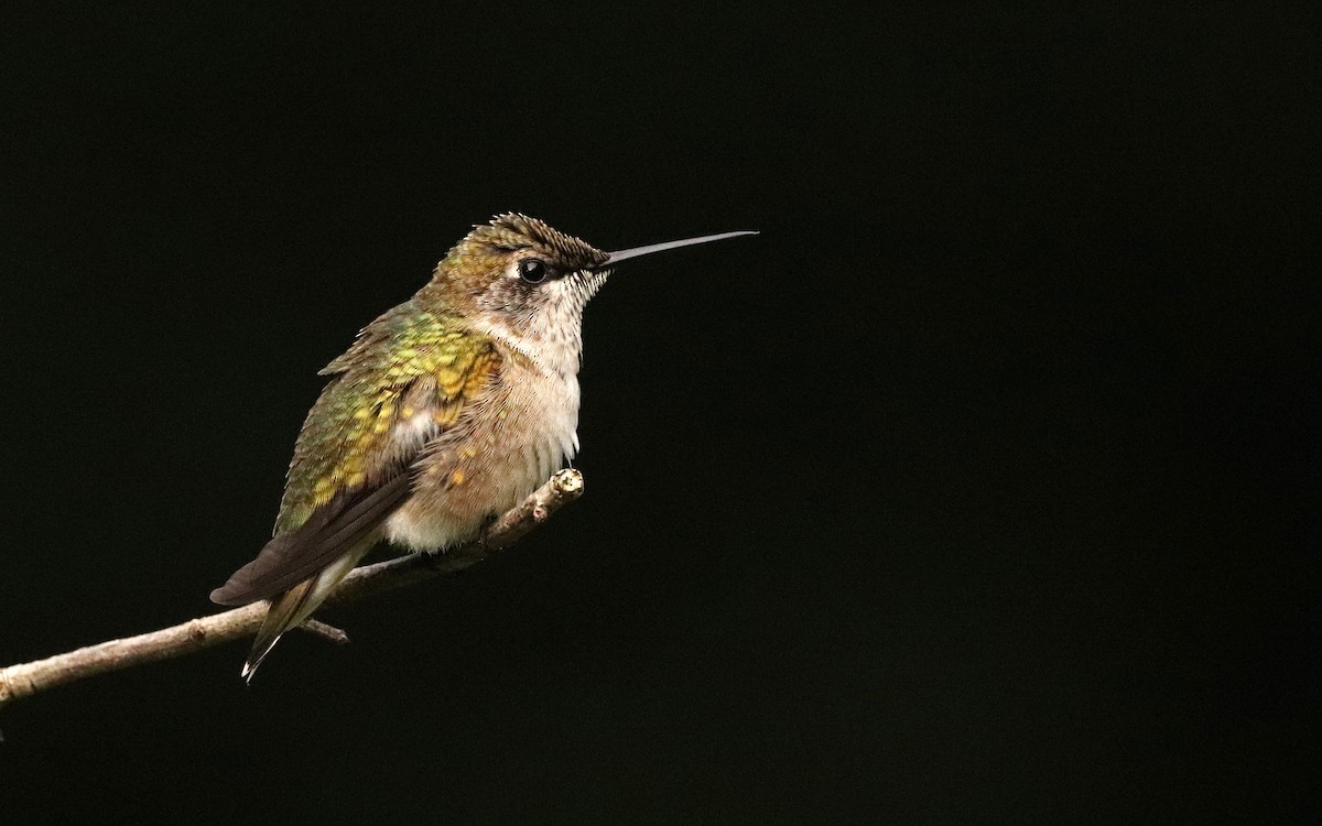Ruby-throated Hummingbird - Will Bennett