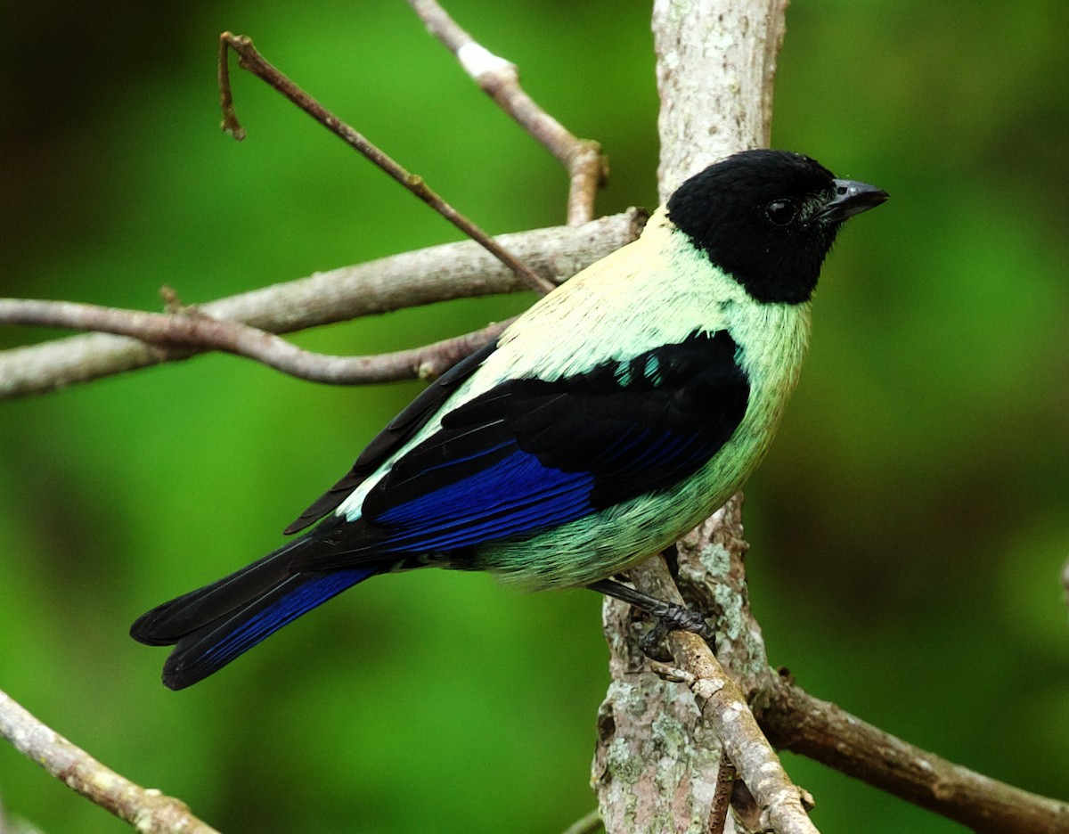 Black-headed Tanager - ML437188481