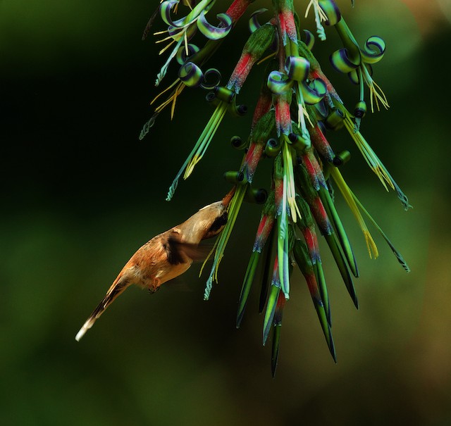 A yellow eyelash viper surprises a stripe-throated hermit hummingbird as the  bird approaches a bird of paradise flower. : r/natureismetal