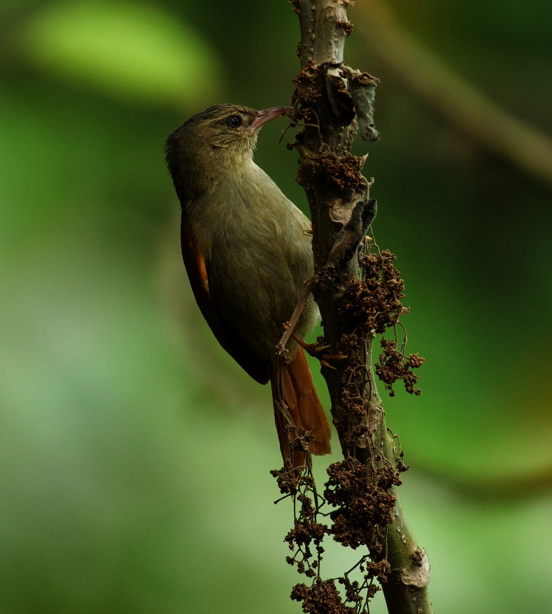 Crested Spinetail - ML437196721