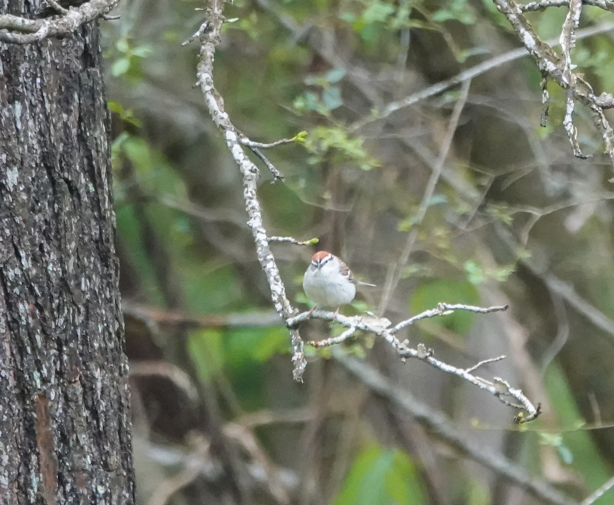 Chipping Sparrow - ML437197901