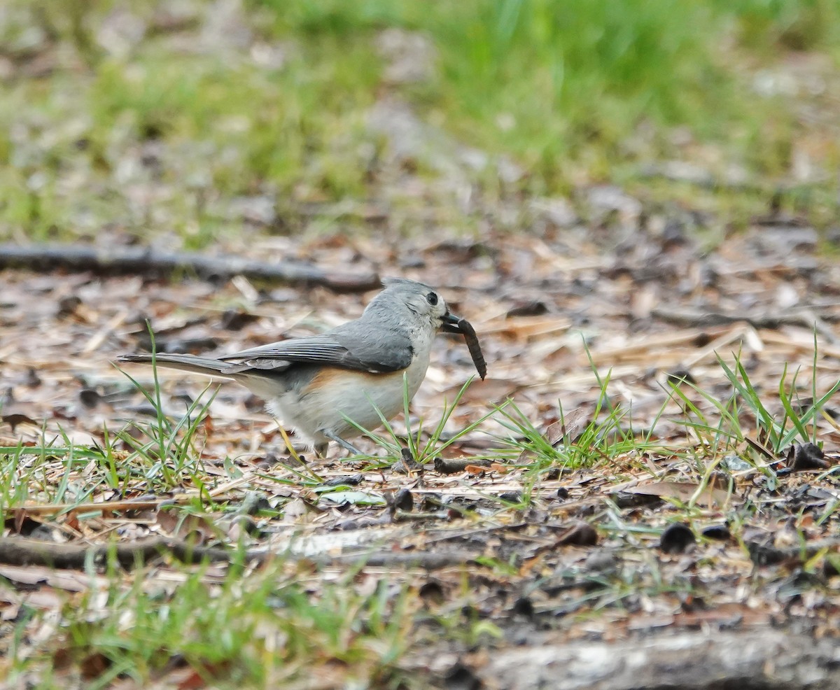 Tufted Titmouse - Dave Hart