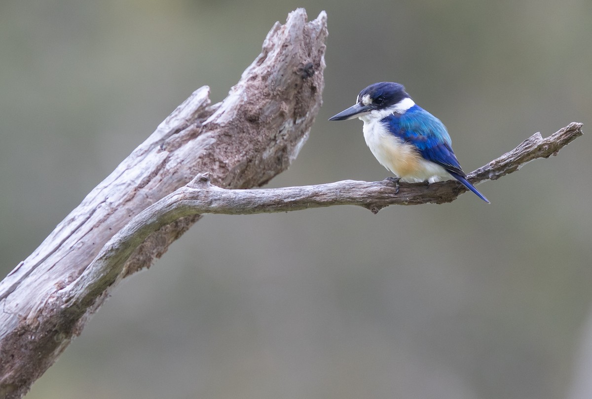 Forest Kingfisher - ML437198121