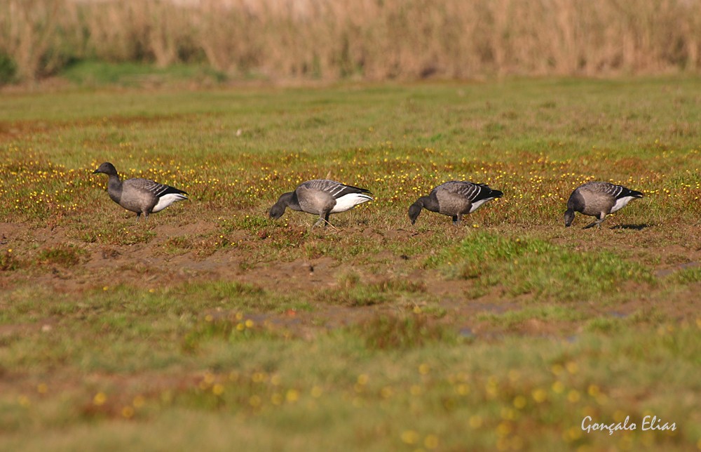 Brant (Dark-bellied) - Gonçalo Elias