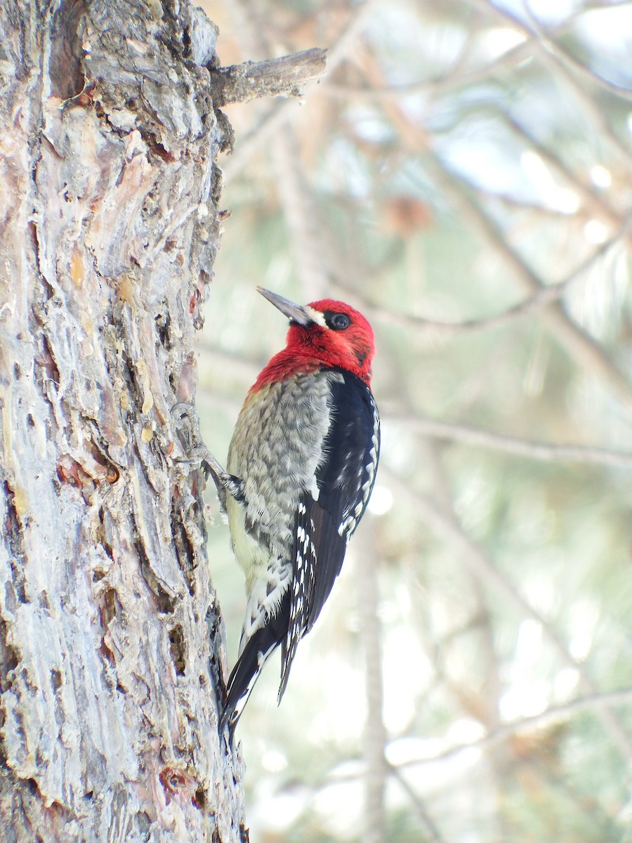 Red-breasted Sapsucker - ML43720011