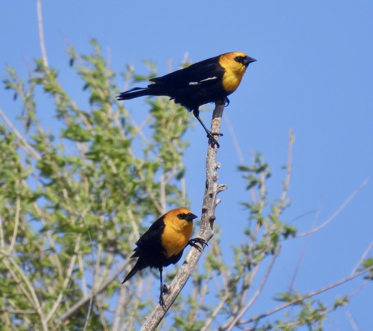 Yellow-headed Blackbird - ML437201171