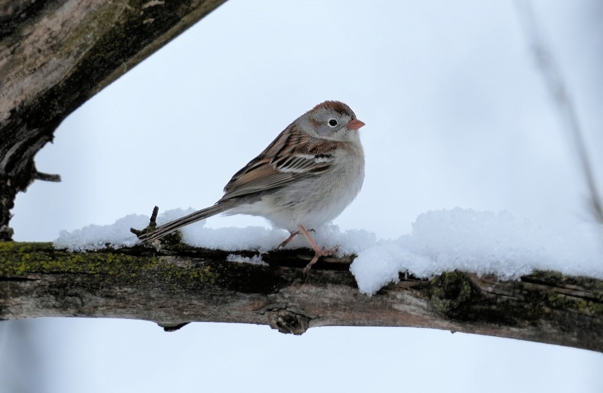 Field Sparrow - ML437203681