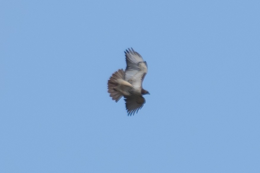 Red-tailed Hawk - ML437208611