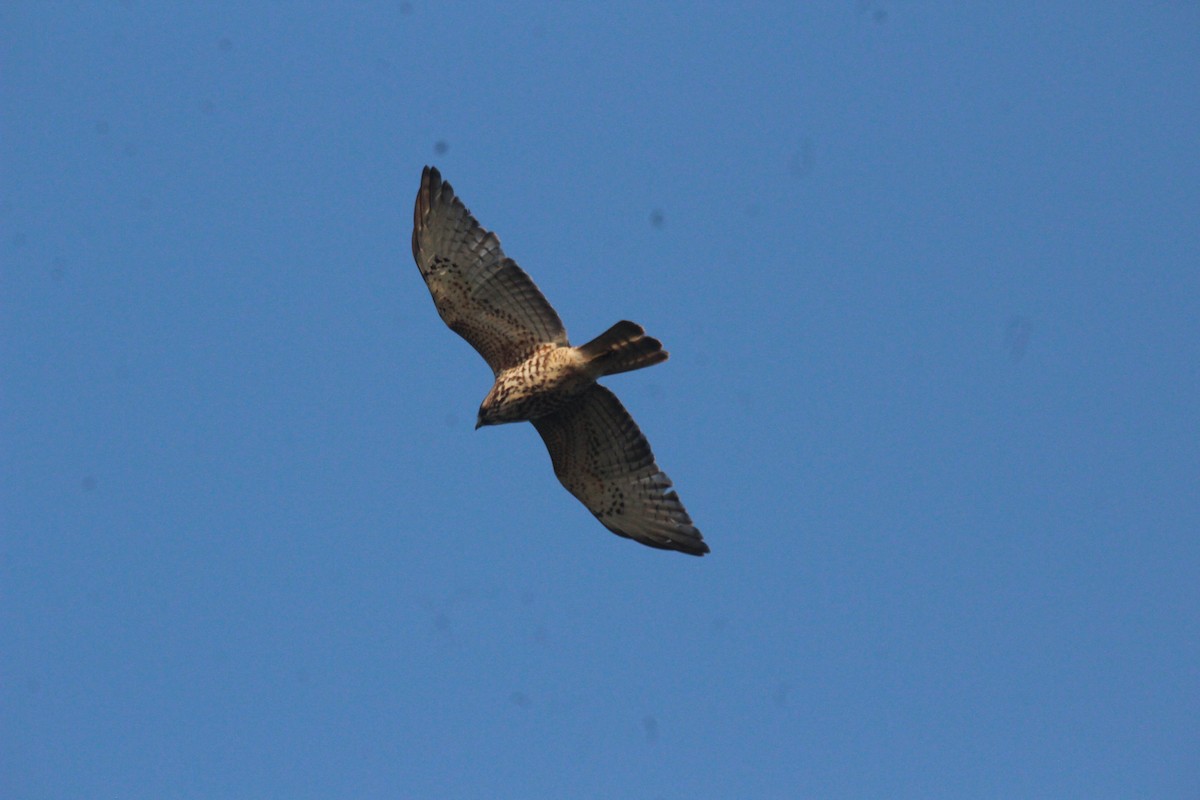 Broad-winged Hawk - ML437221271