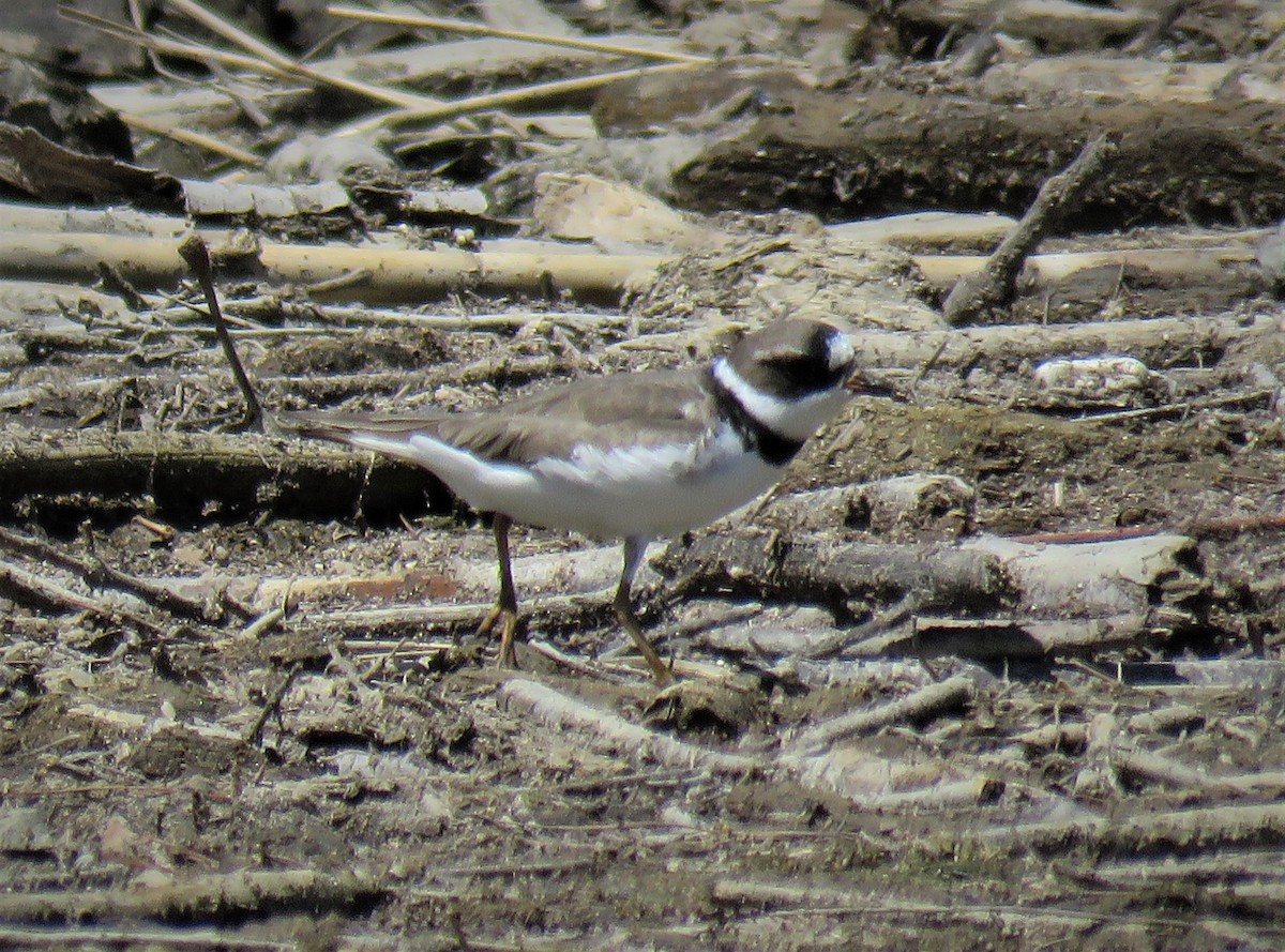 Semipalmated Plover - Michael Long