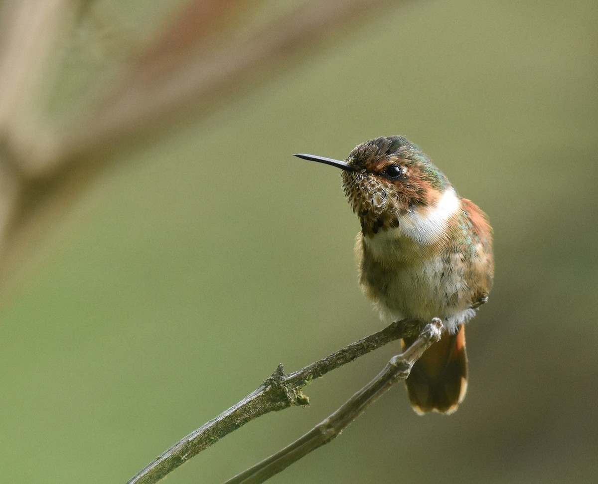 Scintillant Hummingbird - Diego Rodríguez C.