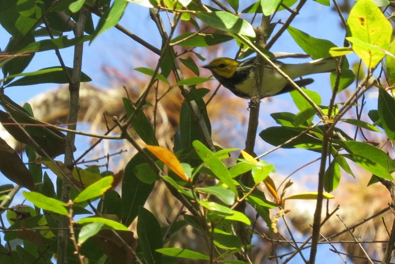 Black-throated Green Warbler - ML43722851