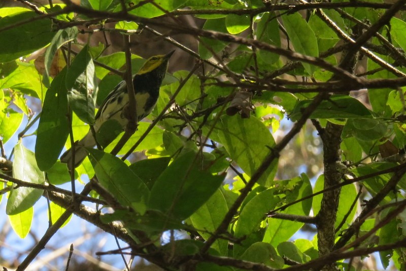 Black-throated Green Warbler - ML43722861