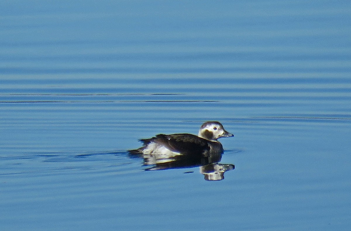 Long-tailed Duck - ML43722881