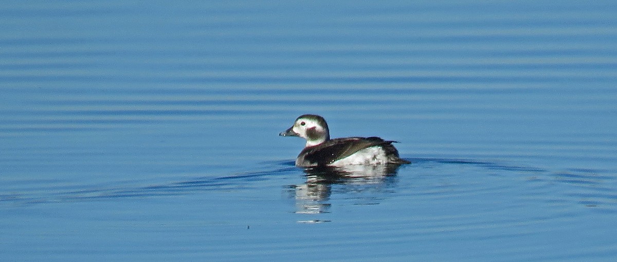 Long-tailed Duck - ML43722891