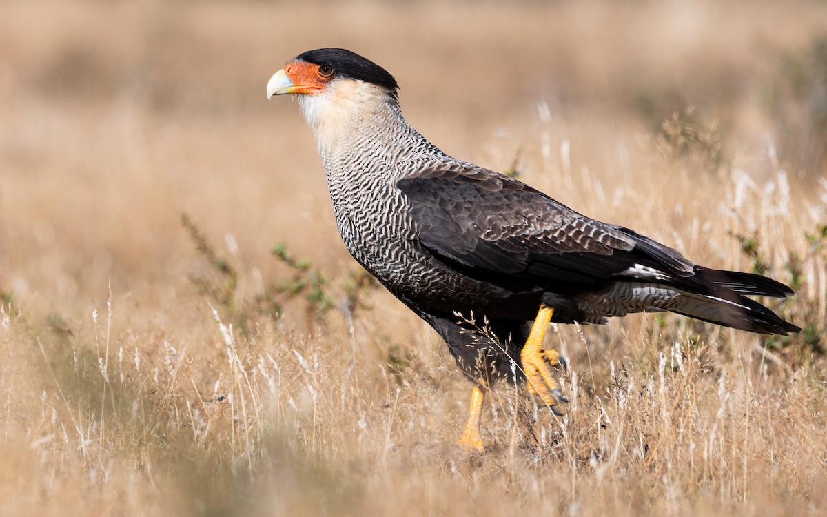 Crested Caracara (Southern) - ML437234041