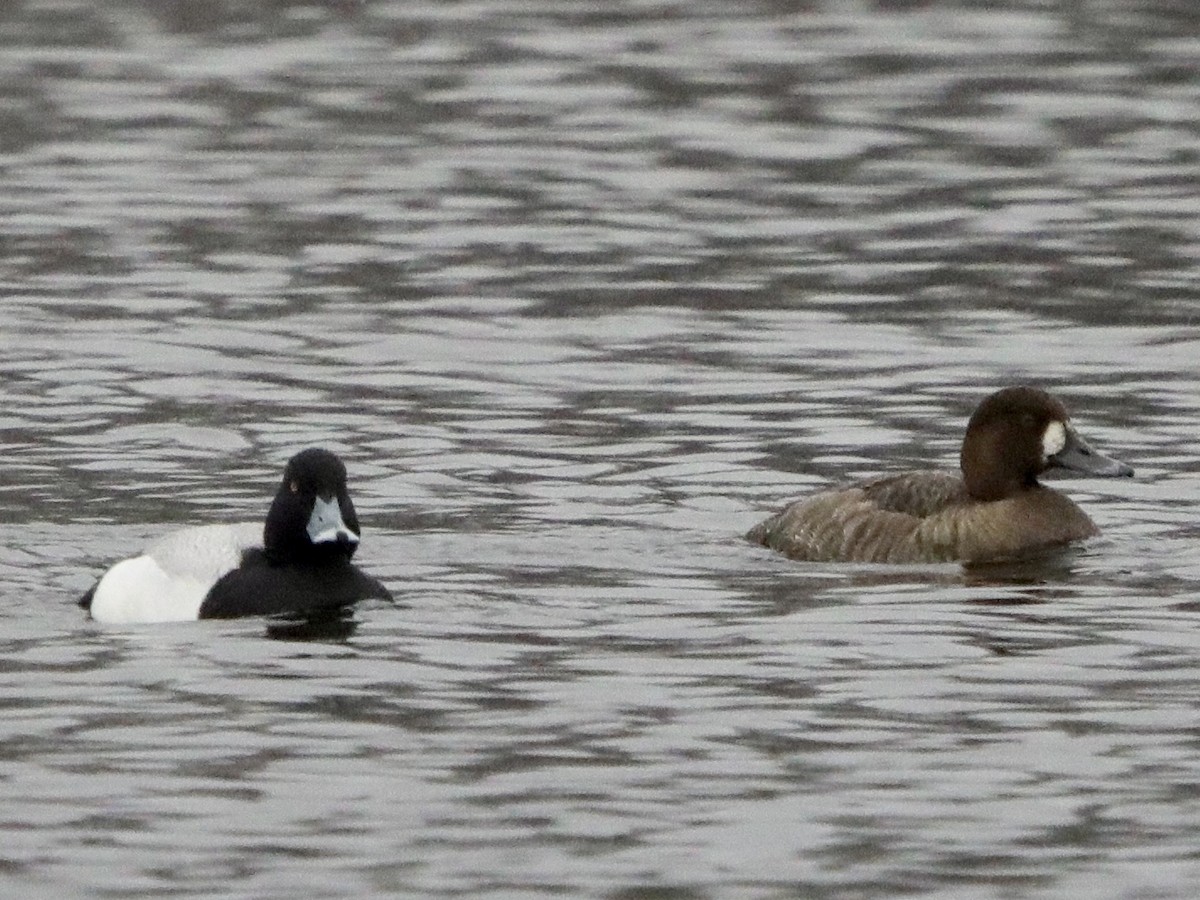 Greater Scaup - ML437239571