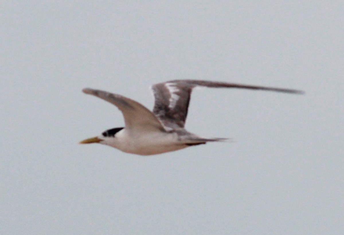 Great Crested Tern - ML43724171