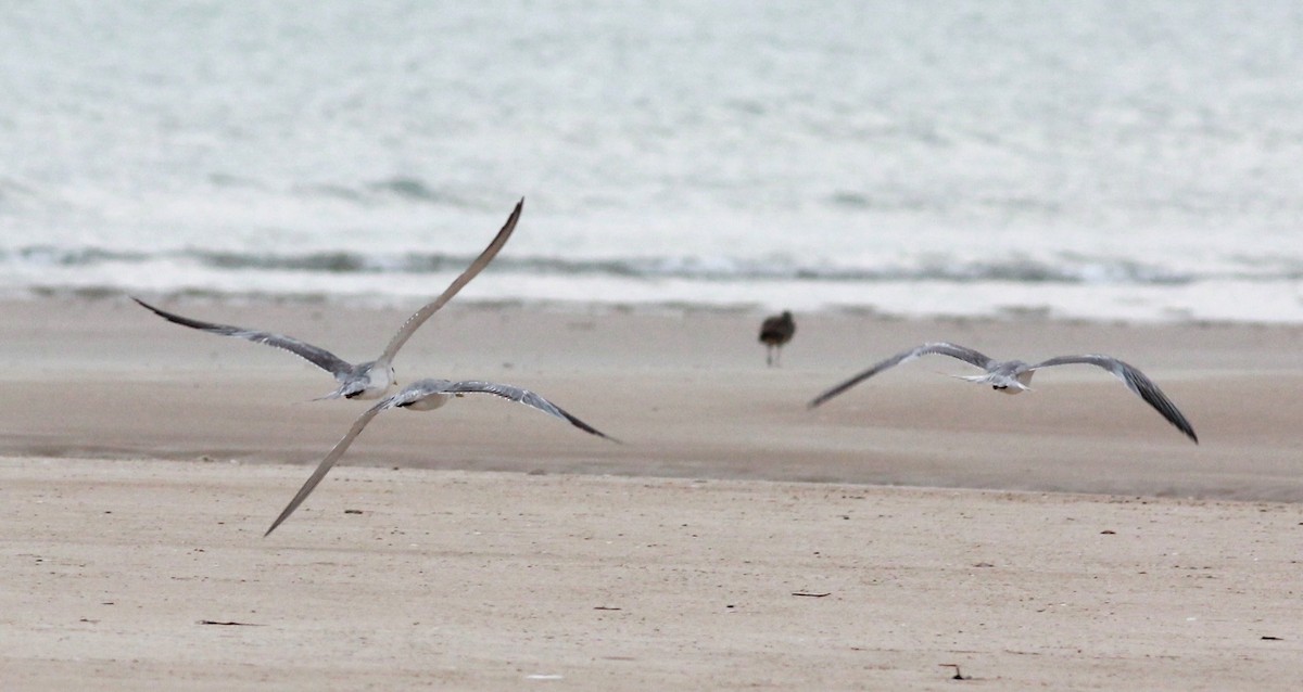 Great Crested Tern - ML43724181