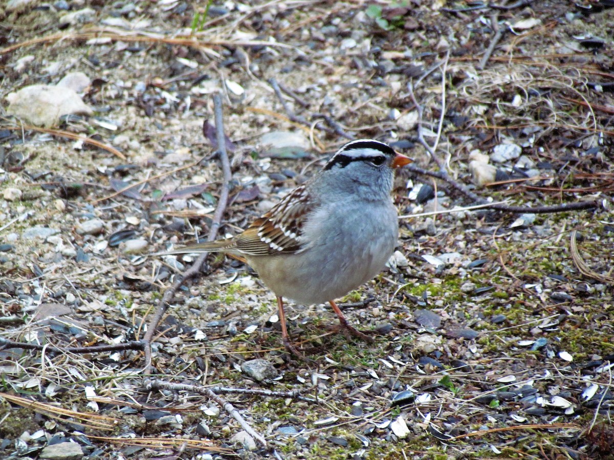 White-crowned Sparrow - ML43724641