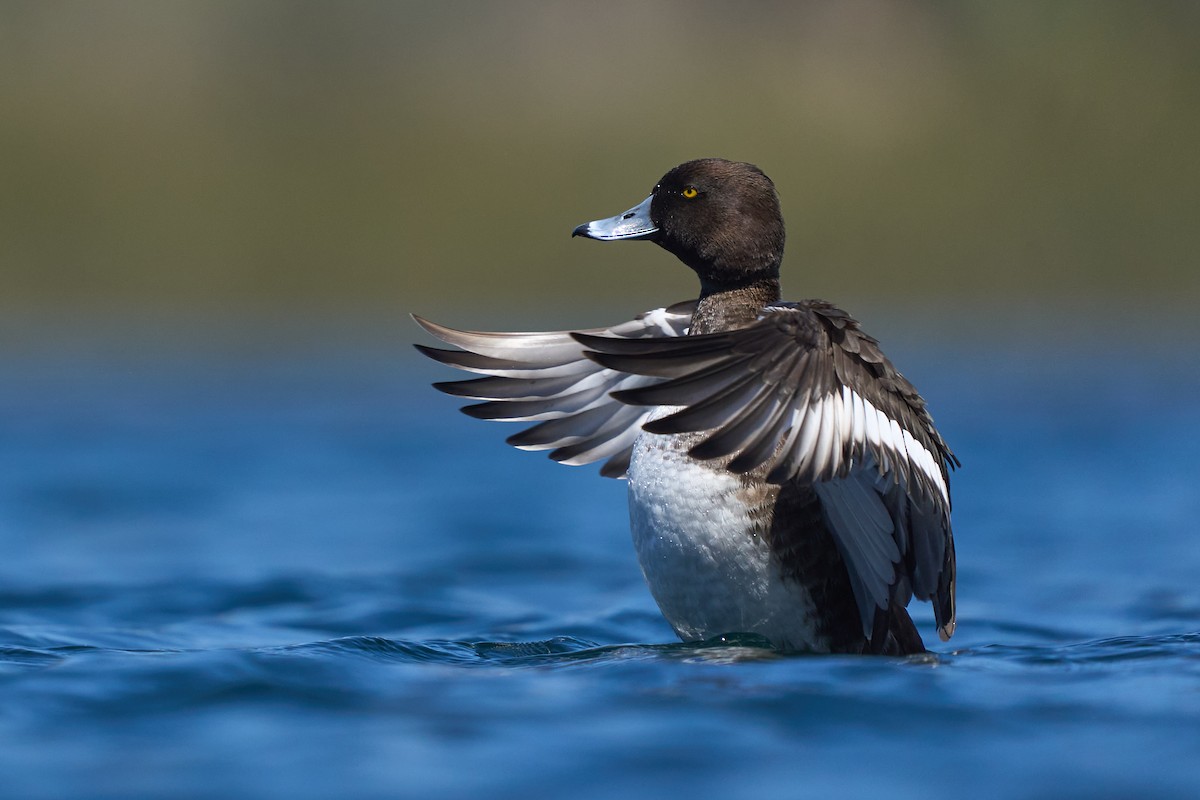 Tufted Duck - ML437248251