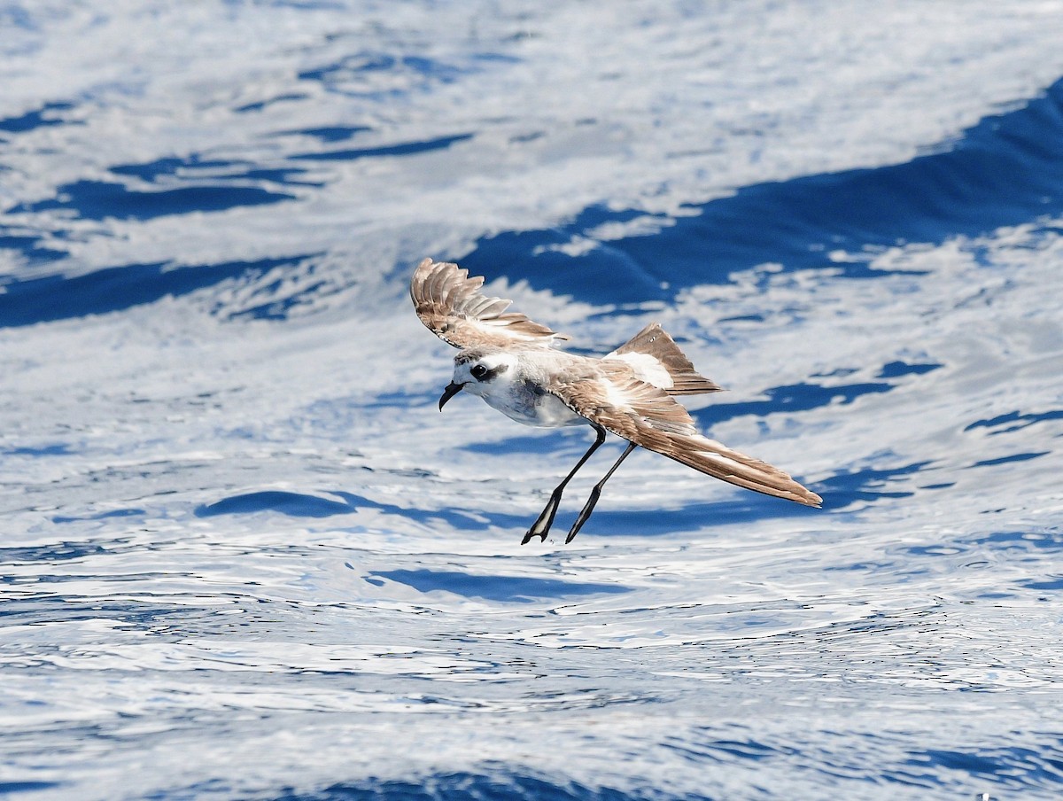 White-faced Storm-Petrel - ML437251521