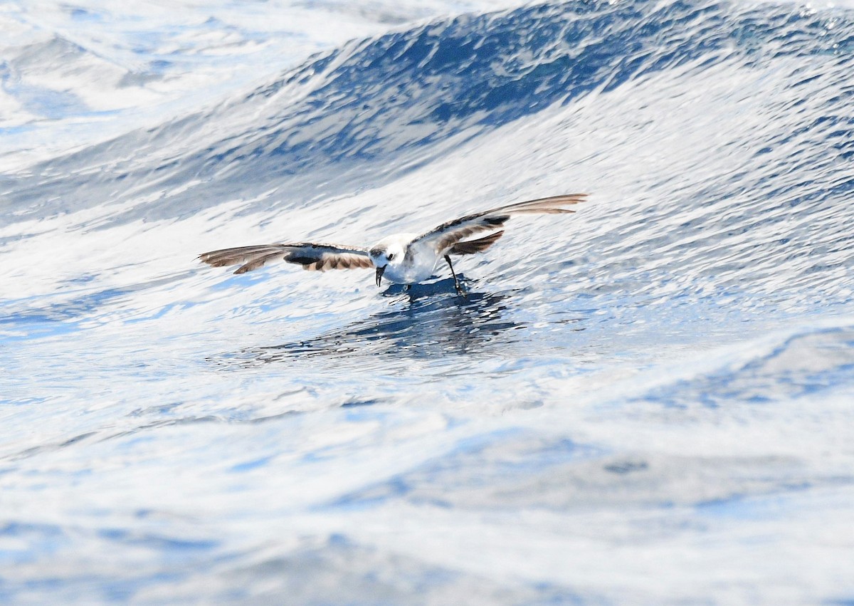 White-faced Storm-Petrel - ML437251571