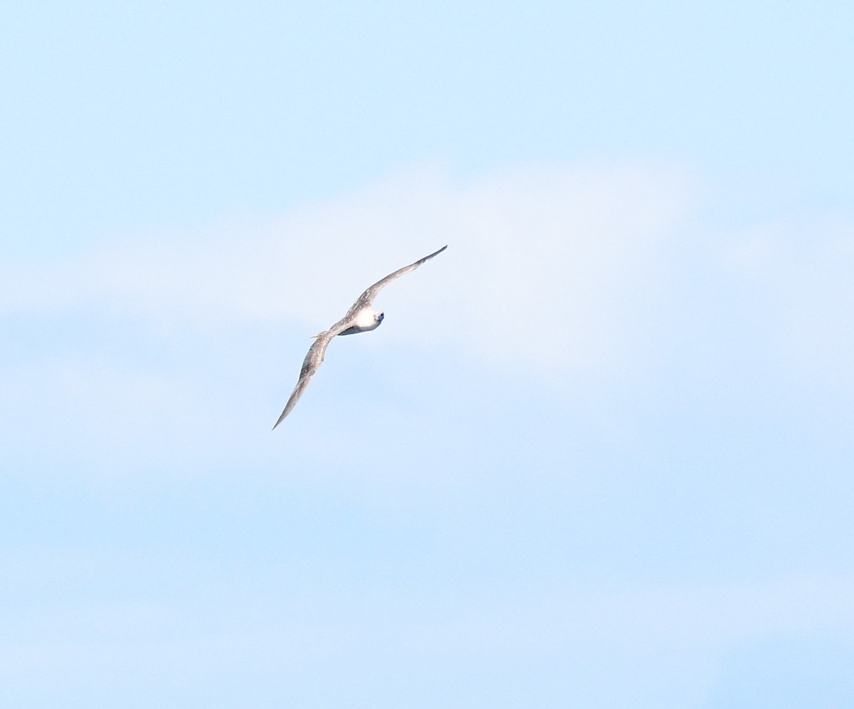 Red-footed Booby - ML437252971