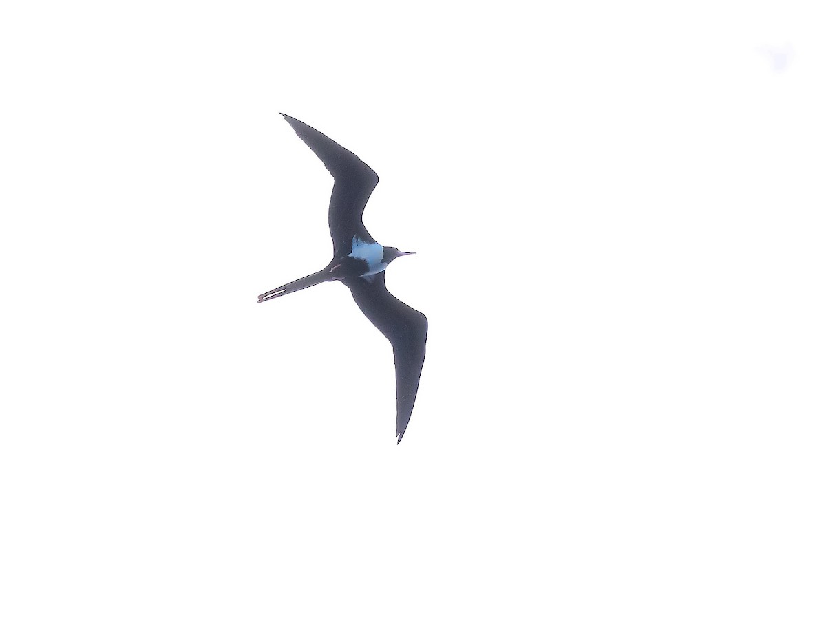 Lesser Frigatebird - ML437253871