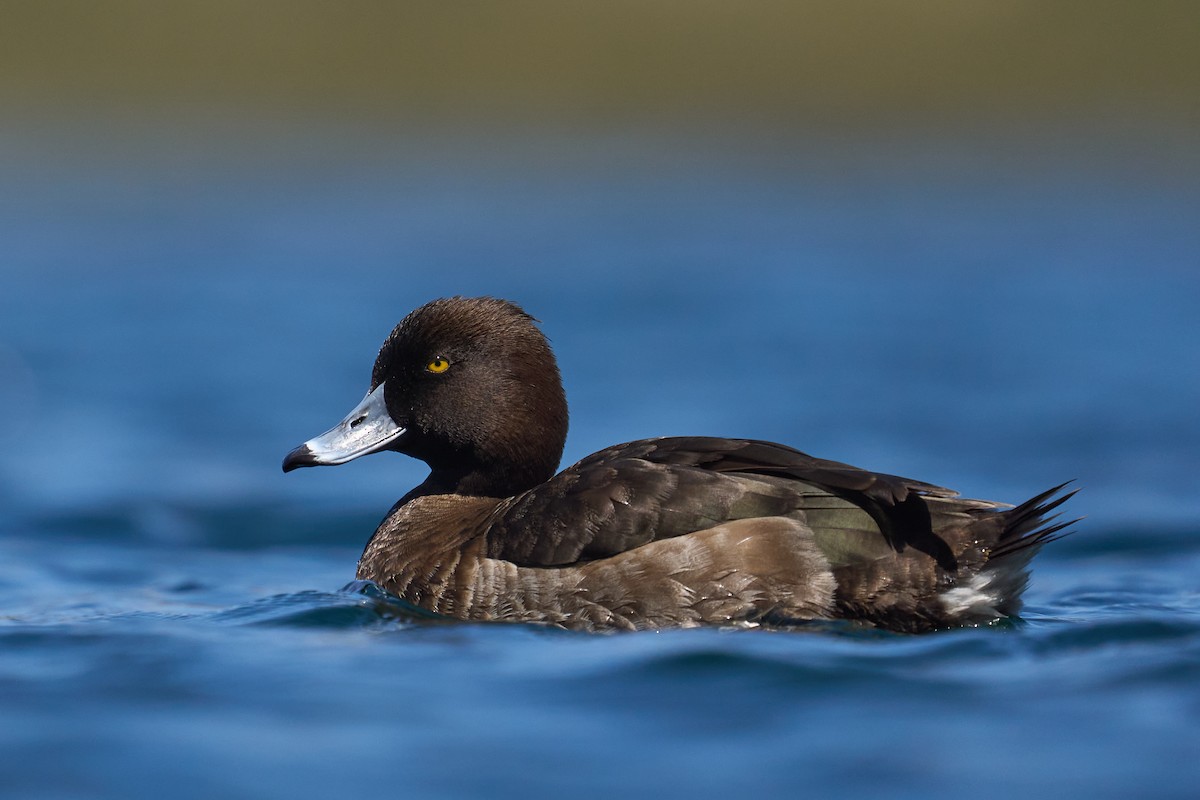 Tufted Duck - ML437259221
