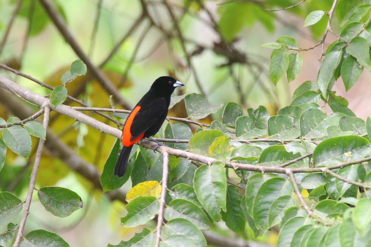 Scarlet-rumped Tanager - ML437264471