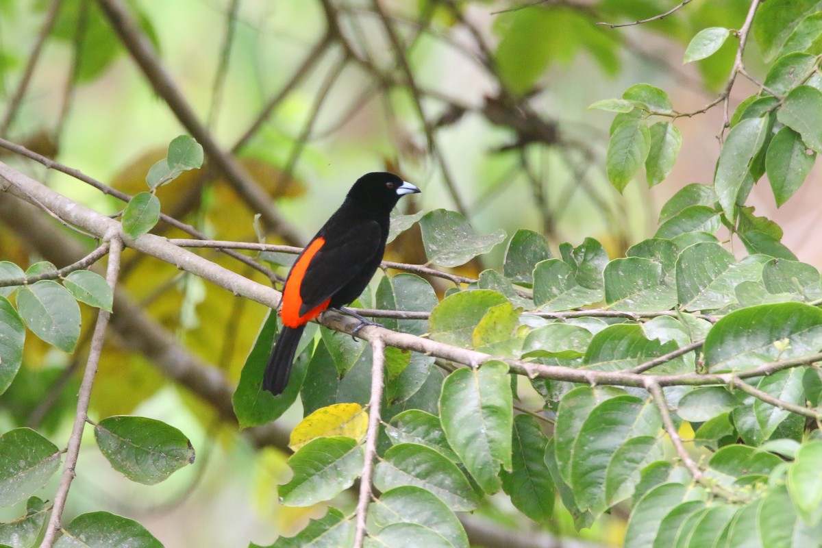 Scarlet-rumped Tanager - ML437264491