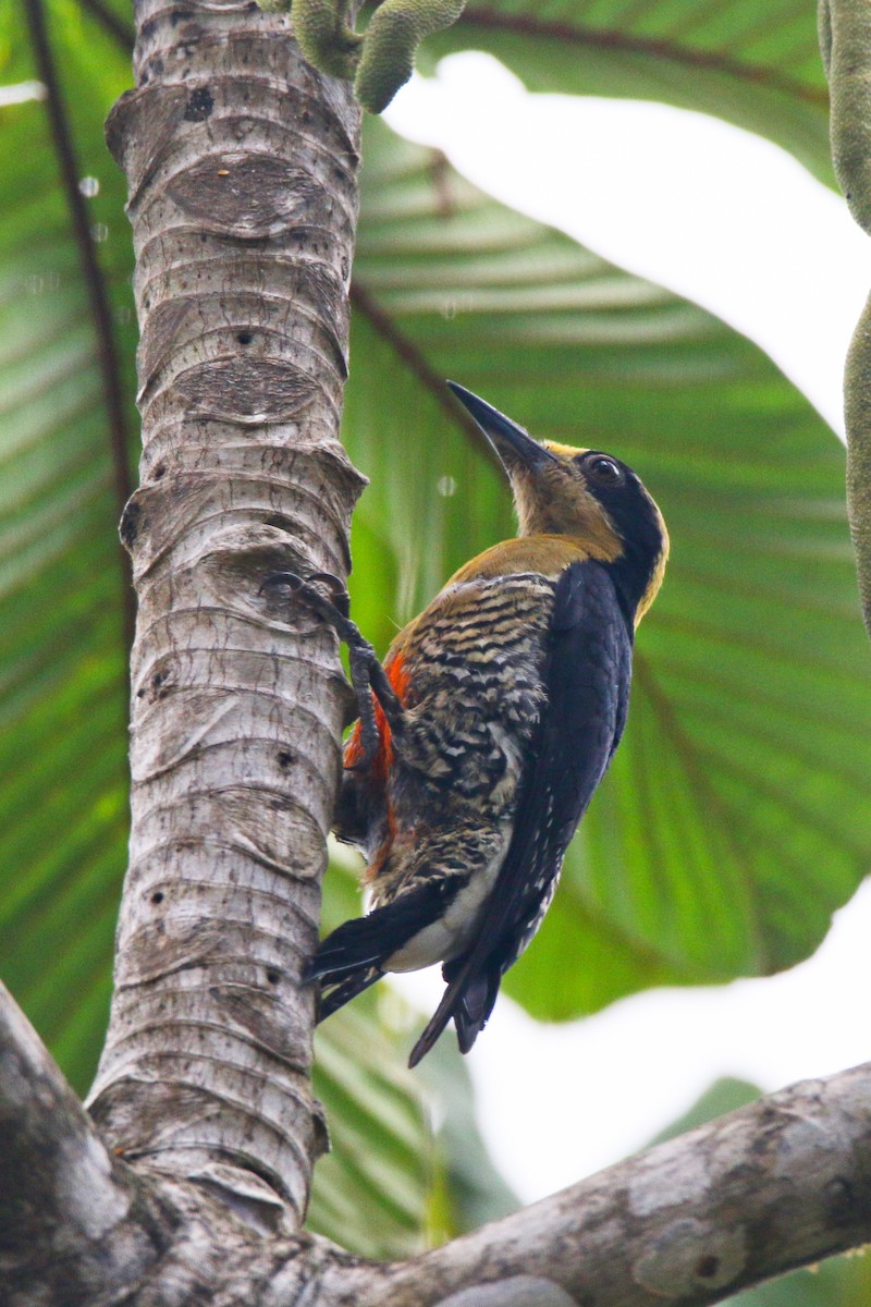 Golden-naped Woodpecker - ML437264551